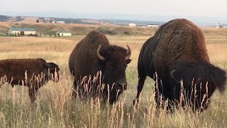 BLM give initial decision on American Prairie bison grazing [upl. by Eiggem]