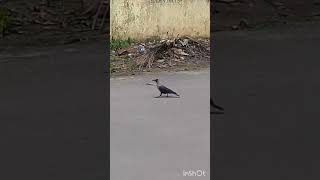 Gentle walkcrow middle of road [upl. by Dualc]