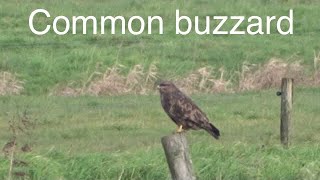 herken de buizerd  Buteo Buteo common Buzzard [upl. by Christensen]