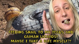 Tegus and caiman lizards eating snails Maybe I take a bite myself Jummie [upl. by Snehpets]