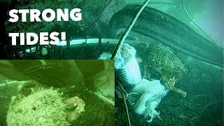 UNDERWATER FOOTAGE  Spider Crab  Conger Eel in STRONG Tides [upl. by Giesecke912]