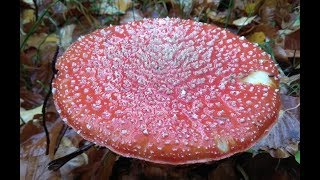 Muchomor czerwony  Amanita muscaria [upl. by Aratahs535]