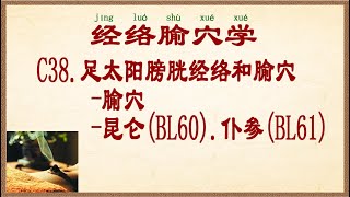 经络腧穴学 C38足太阳膀胱经络和腧穴腧穴昆仑BL60仆参BL61 [upl. by Fisa499]