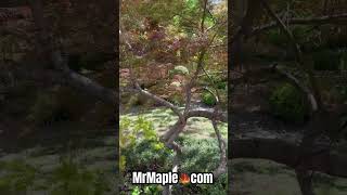 Hidden world inside a very Old Laceleaf Japanese Maple MrMaplecom laceleaf japanesemaple [upl. by Suirred]