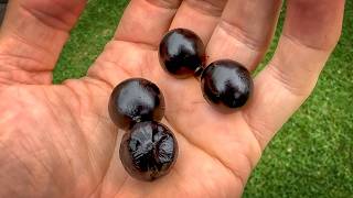 First jaboticaba fruit [upl. by Gerome]