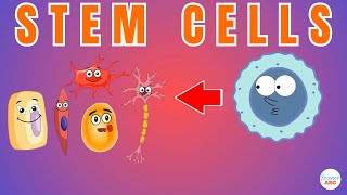 Stem Cells Explained in Simple Words [upl. by Aisyram]