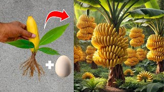 How to grow banana tree from banana very easy🍌 [upl. by Llenyl]