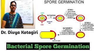 Bacterial spore germination microbiology germination of spores  genes amp genus [upl. by Lyrret202]