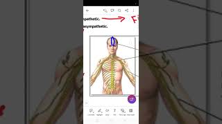 Nervous system CNSAnatomy 1 Lect5 Level 1 [upl. by Shoshanna385]