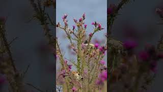 European goldfinch call sound eats thistle seeds Stillits Stieglitz Gesang p1000 shorts birds [upl. by Ramberg]