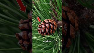 What Is The Purpose Of Pine Cones 🤔 [upl. by Noid548]