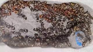 Polyergus rufescens  Formica fusca slaves  Nest overview [upl. by Nare]