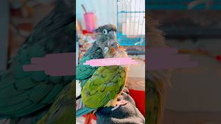 കൂട്ടിരിപ്പ് l Mittu amp Kallu My companion l How to Train Parrots or Pet Birds parrottraining [upl. by Zoltai]