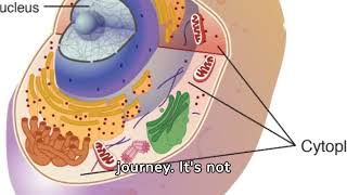 Glycolysis [upl. by Turne]