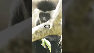 King Colobus Monkey [upl. by Sinnoda]