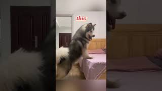 This Dog Plays HideandSeek Like a Boss [upl. by Nofets]