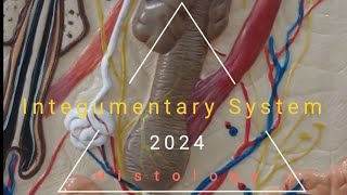 Introduction of the integumentary system Histology by DrNigar sultana mam Department of Anatomy [upl. by Eronaele343]