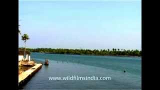 Backwaters of Kerala at the backdrop of clear blue sky [upl. by Naujaj]