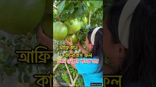 আফ্রিকান কালাবাস ফল এখন দেশেই পাওয়া যায়। kalabash fruit 🍐 fruitvideos african ফল [upl. by Hsakiv]