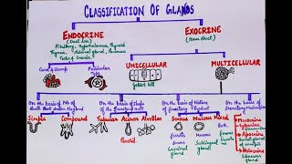 Classification of glands [upl. by Balliett341]