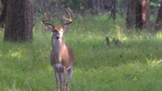 BIG BUCK AR 223 Public Hunt Brazos Bend State Park [upl. by Varini]