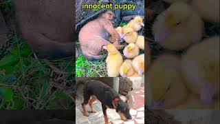 Innocent Pappy youtubeshort animals cartoonanimals dogshorts viralreels viralshorts subscribe [upl. by Ahsii]