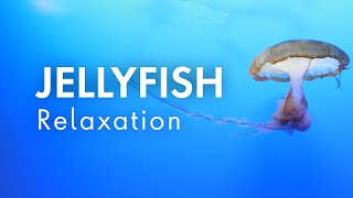 Jellyfish Relaxation  Relaxing Music for Stress Relief [upl. by Baudin298]