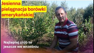 Borówka amerykańska  ważne zabiegi jesienne pomnożą plony w sezonie Zrób to a borówka ci odpłaci [upl. by Schilit190]