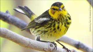 Cape May Warbler Song [upl. by Lilla]