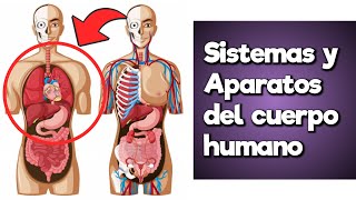 Órganos y Funciones de los SISTEMAS Y APARATOS del Cuerpo Humano [upl. by Harim113]