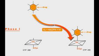 Pharmacokinetics animation Phases Of Drug Metabolism [upl. by Yerac]