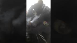 Singing Cocteau Twins to my cat cat cats aww cute cuteness cocteautwins blackcat blackcats [upl. by Mcbride]