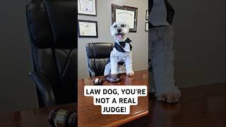 Law Dog you are not a real judge 🐶❌👨‍⚖️ CWNH lawdog dog funnydog lawyer personalinjury [upl. by Ahsiek]