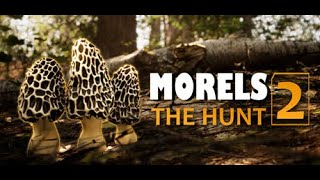 Foraging amp Photography  Morels The Hunt 2  PC Gameplay  Lets Try [upl. by Thorlay]