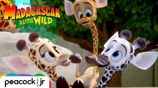 Melmans New Herd  MADAGASCAR A LITTLE WILD [upl. by Atnaloj126]