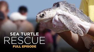 Sea Turtle Rescue 104 Return to the Wild [upl. by Anelagna]