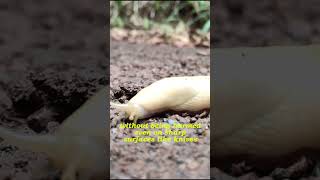 Slugs Why Without Shells How Do They Survive Interesting Facts [upl. by Geer]