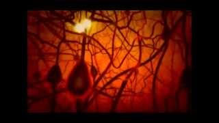 PBS The Secret Life of the Brain  The Babys Brain miniwmv [upl. by Hanid]