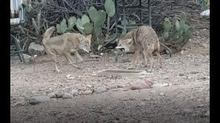 Pair of Coyotes in our Backyard [upl. by Scutt417]