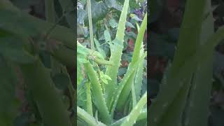 Aloe vera flower 🌺garden aloevera aloeveraflower gardenplants gardentrees nature shortvideo [upl. by Treboh]