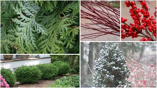 5 Favorite Shrubs With Winter Interest [upl. by Clarice374]