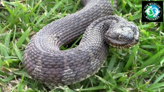 Catching the Northern Water Snake [upl. by Neille491]