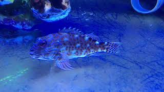 Rare Hawkfish  Cirrhitus pinnulatus [upl. by Cosetta422]