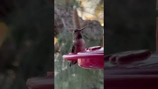 Mesmerizing Hummingbirds Live Feeder Footage [upl. by Nhguaval]