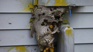 Hornet Nest Destruction Compilation [upl. by Ashwin]