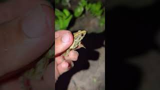 Catching funny TOAD for laugh  Boing catching funny frogs  funny funny froggy  Tep longheng funny [upl. by Zinnes]