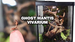 How to Create an Epic Bioactive Ghost Mantis Terrarium DIY MOSSY ROCK WALL VIVARIUM EASY [upl. by Laurel315]