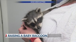 Sherwood family adopts baby raccoon stranded by tornado [upl. by Lord776]