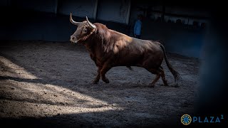 SORTEO  Pedraza de Yeltes corrida toros 2 junio [upl. by Tabitha]