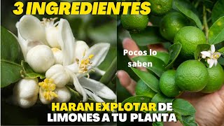 Solo Necesitas 3 Ingredientes Para Hacer Explotar de Flor y Frutos a tu Limonero [upl. by Swen]